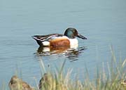 Picture/image of Northern Shoveler