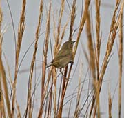 Picture/image of Common Yellowthroat