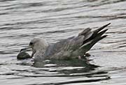 Picture/image of Ring-billed Gull