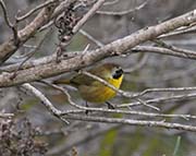 Picture/image of Common Yellowthroat