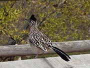 Picture/image of Greater Roadrunner