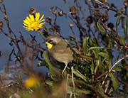 Picture/image of Common Yellowthroat