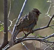 Picture/image of Abert's Towhee