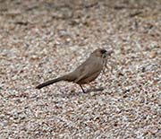 Picture/image of Abert's Towhee