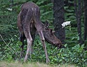 Picture/image of Anchorage