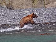 Picture/image of Resurrection Bay