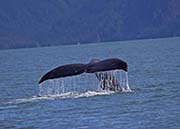 Picture/image of Resurrection Bay