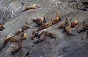 Picture/image of Resurrection Bay