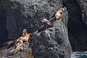 Picture/image of Resurrection Bay