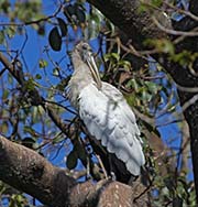 Picture/image of Wood Stork