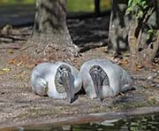 Picture/image of Wood Stork