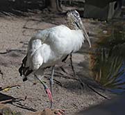 Picture/image of Wood Stork