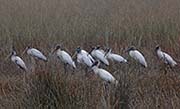 Picture/image of Wood Stork