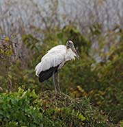 Picture/image of Wood Stork