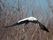 Picture/image of Wood Stork