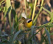 Picture/image of Common Yellowthroat