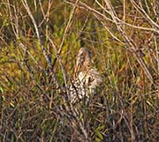 Picture/image of Wood Stork