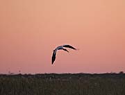 Picture/image of Wood Stork