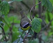 Picture/image of Common Yellowthroat