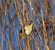 Picture/image of Common Yellowthroat