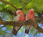 Picture/image of Galah