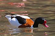 Picture/image of Common Shelduck