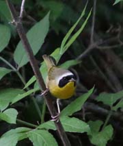 Picture/image of Common Yellowthroat