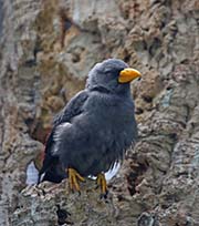 Picture/image of Finch-billed Myna