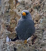 Picture/image of Finch-billed Myna