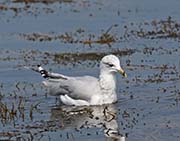 Picture/image of Ring-billed Gull