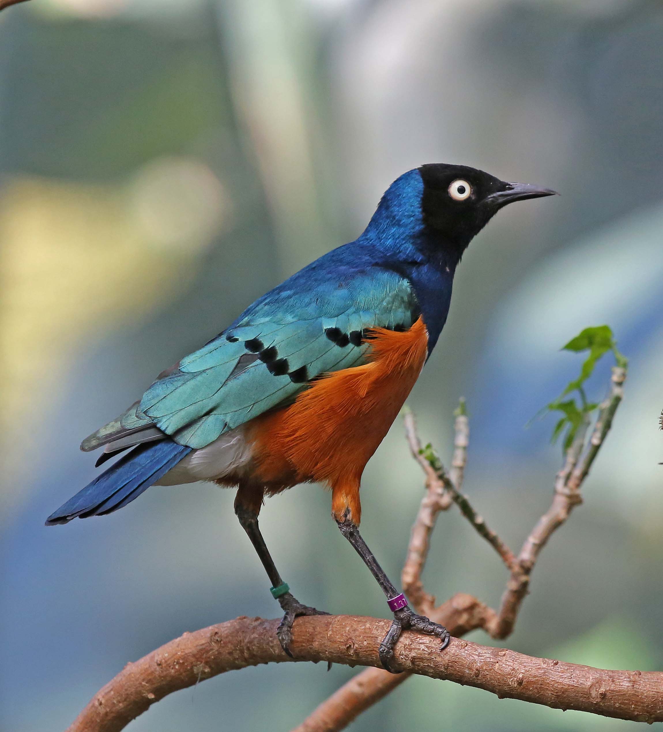 Pictures And Information On Superb Starling