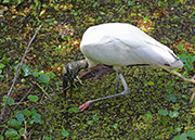 Picture/image of Wood Stork