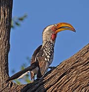 Southern Yellow-billed Hornbill