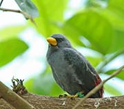 Picture/image of Finch-billed Myna