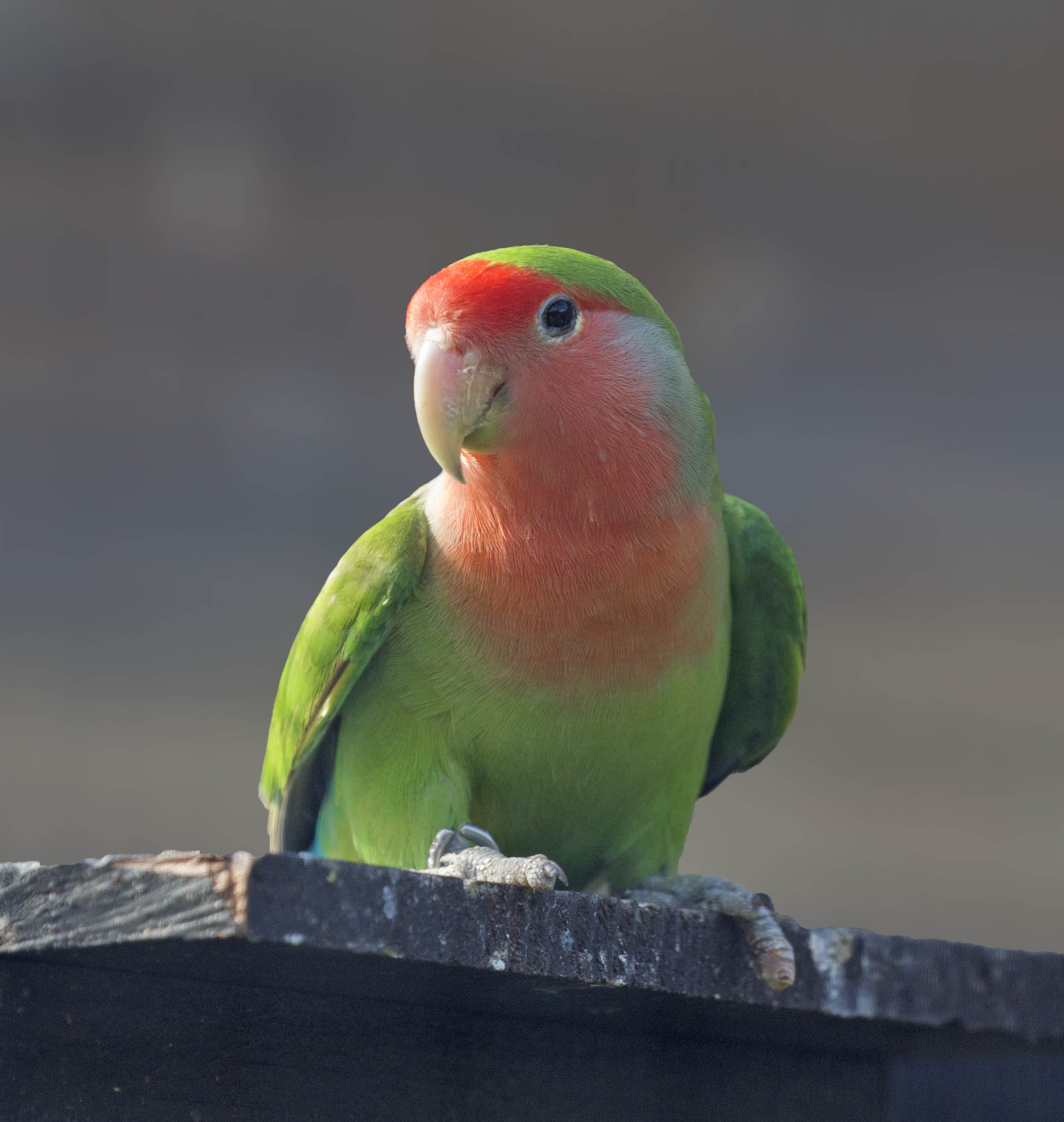 Pictures And Information On Rosy Faced Lovebird 