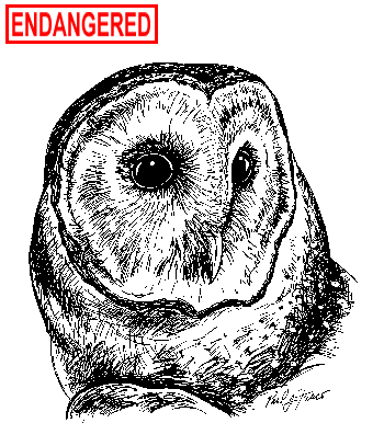 Barn Owl Illustration