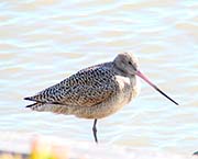 Picture/image of Marbled Godwit