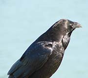 Picture/image of Common Raven