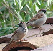 Picture/image of House Sparrow