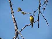 Picture/image of Lesser Goldfinch