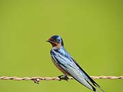 Picture/image of Barn Swallow