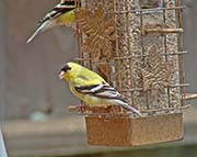 Picture/image of American Goldfinch