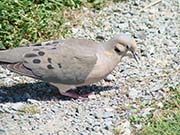 Picture/image of Mourning Dove