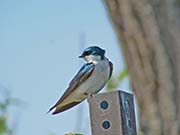 Picture/image of Tree Swallow