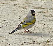 Picture/image of Lawrence Goldfinch