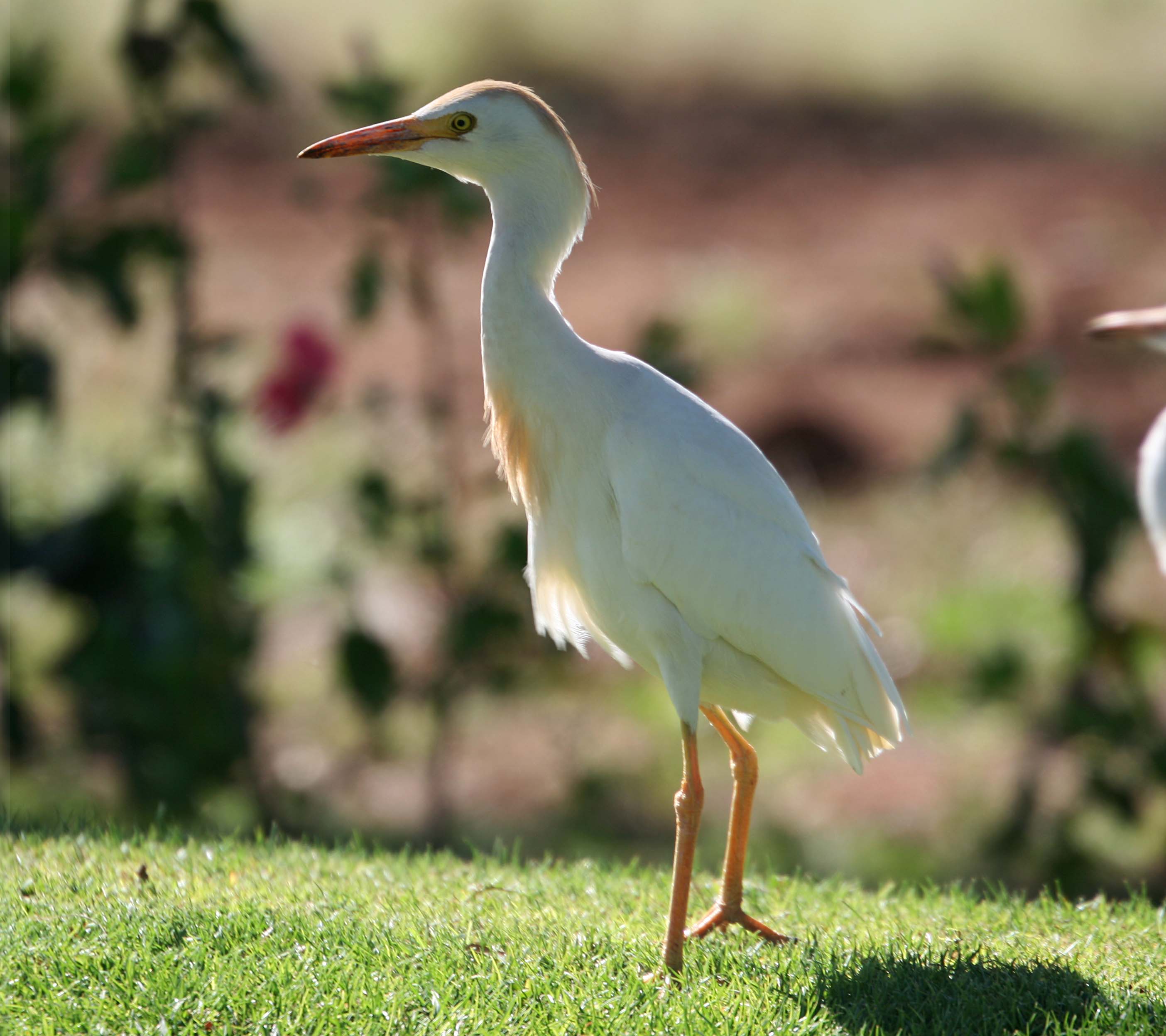 eastern-cattle-egret-bubulcus-ibis