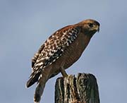 Picture/image of Red-shouldered Hawk