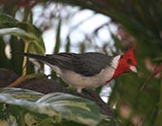Picture/image of Red-crested Cardinal