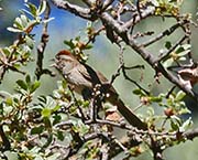 Picture/image of Rufous-crowned Sparrow