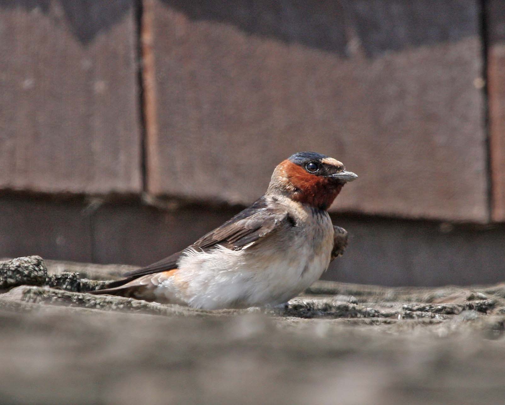 Pictures And Information On Cliff Swallow